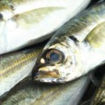 アジングのアクションの仕方を解説!コツを知るだけで釣果アップ