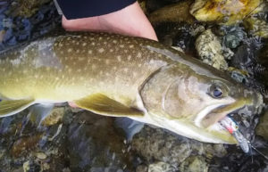 渓流ルアータックルの選び方は？初心者に必要な道具をわかり易く解説！